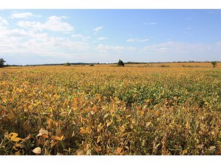 Tract 20 - ABSOLUTE LAND AUCTION - Selling Without Reserve - 3,794+/- Acres offered in 25 Tracts