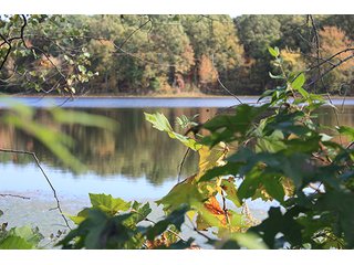 Tract 18 - ABSOLUTE LAND AUCTION - Selling Without Reserve - 3,794+/- Acres offered in 25 Tracts