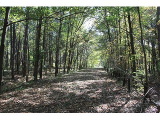 Tract 1 - ABSOLUTE LAND AUCTION - Selling Without Reserve - 3,794+/- Acres offered in 25 Tracts