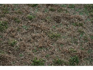 Property photo 61 - LAND & REAL ESTATE AUCTION, 313.24+/- Acres offered in 3 Tracts