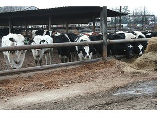 Tract 3 - LAND & REAL ESTATE AUCTION, 313.24+/- Acres offered in 3 Tracts