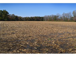 This property has a lot to offer.  There is tillable land for income, woods for hunting and recreation, and it offers quick access to State Road 10 and U.S. 41.  Also, investigate the possibility of a secluded, wooded home site in the woods in the central part of the property.

This is a grain farm with nice wooded area in the interior of the property.

Current Lease Terms:  Crop rights to Buyer for 2016. - Grain Farm with Nice Wooded Area