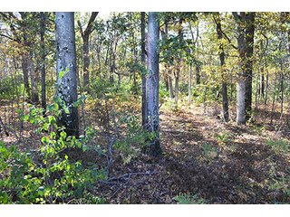 This property has a lot to offer.  There is tillable land for income, woods for hunting and recreation, and it offers quick access to State Road 10 and U.S. 41.  Also, investigate the possibility of a secluded, wooded home site in the woods in the central part of the property.

This is a grain farm with nice wooded area in the interior of the property.

Current Lease Terms:  Crop rights to Buyer for 2016. - Grain Farm with Nice Wooded Area