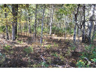This property has a lot to offer.  There is tillable land for income, woods for hunting and recreation, and it offers quick access to State Road 10 and U.S. 41.  Also, investigate the possibility of a secluded, wooded home site in the woods in the central part of the property.

This is a grain farm with nice wooded area in the interior of the property.

Current Lease Terms:  Crop rights to Buyer for 2016. - Grain Farm with Nice Wooded Area