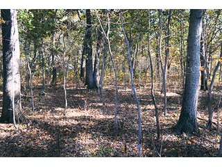 This property has a lot to offer.  There is tillable land for income, woods for hunting and recreation, and it offers quick access to State Road 10 and U.S. 41.  Also, investigate the possibility of a secluded, wooded home site in the woods in the central part of the property.

This is a grain farm with nice wooded area in the interior of the property.

Current Lease Terms:  Crop rights to Buyer for 2016. - Grain Farm with Nice Wooded Area