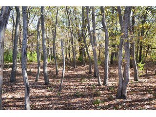 This property has a lot to offer.  There is tillable land for income, woods for hunting and recreation, and it offers quick access to State Road 10 and U.S. 41.  Also, investigate the possibility of a secluded, wooded home site in the woods in the central part of the property.

This is a grain farm with nice wooded area in the interior of the property.

Current Lease Terms:  Crop rights to Buyer for 2016. - Grain Farm with Nice Wooded Area