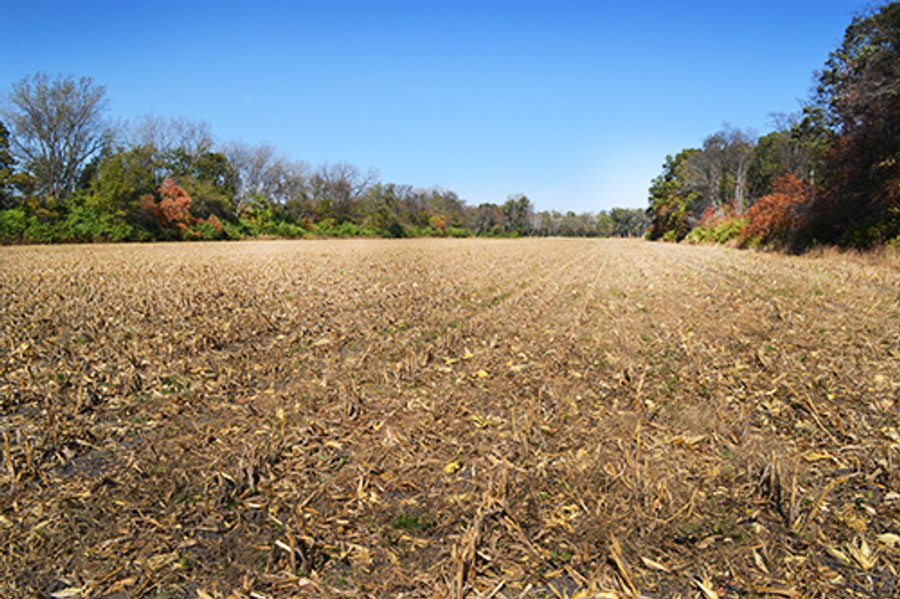 For sale: Grain Farm with Nice Wooded Area - East of Lake Village, IN