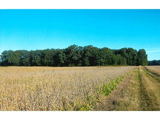 133.8+/- Acre farm in Northwestern White County, IN.  This farm has 105.08 acres of tillable land and some wooded land.  The farm has quality soils and frontage along the Big Monon for good drainage outlet.   - Grain Farm with Some Woods