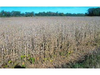 133.8+/- Acre farm in Northwestern White County, IN.  This farm has 105.08 acres of tillable land and some wooded land.  The farm has quality soils and frontage along the Big Monon for good drainage outlet.   - Grain Farm with Some Woods