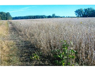 133.8+/- Acre farm in Northwestern White County, IN.  This farm has 105.08 acres of tillable land and some wooded land.  The farm has quality soils and frontage along the Big Monon for good drainage outlet.   - Grain Farm with Some Woods