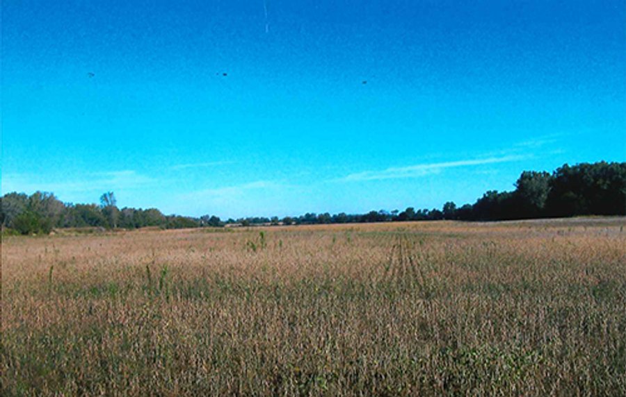 For sale: Grain Farm with Some Woods - Buffalo, IN