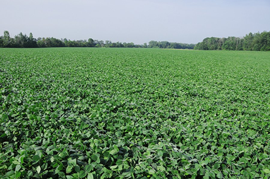 For sale: Productive Tillable Farmland - Niles, Michigan