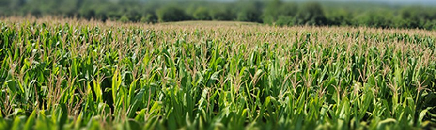 For sale: Tillable Farm Land - Columbia City, IN