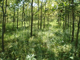 Excellent horse/cattle farm. 3/4 of the farm has new horse fence. 47 acres of pasture/hay ground, 63 acres of cropland, and 10.5 acres of walnut plantation. Water to pastures.  Great location.  36' x 100' pole barn. - PRICE REDUCED......Beautiful Southeast Indiana Livestock Type Farm