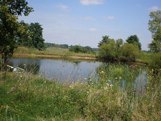 Excellent horse/cattle farm. 3/4 of the farm has new horse fence. 47 acres of pasture/hay ground, 63 acres of cropland, and 10.5 acres of walnut plantation. Water to pastures.  Great location.  36' x 100' pole barn. - PRICE REDUCED......Beautiful Southeast Indiana Livestock Type Farm