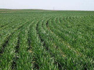 Property photo 9 - PRIME FARMLAND & PASTURE AUCTION - 5,105+/- ACRES OFFERED IN 23 TRACTS IN WEBSTER & FRANKLIN COUNTIES IN NEBRASKA AND JEWELL COUNTY IN KANSAS