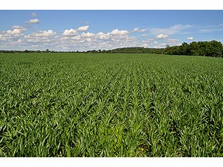 Property photo 11 - PRIME FARMLAND & PASTURE AUCTION - 5,105+/- ACRES OFFERED IN 23 TRACTS IN WEBSTER & FRANKLIN COUNTIES IN NEBRASKA AND JEWELL COUNTY IN KANSAS