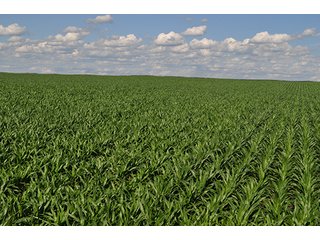 Property photo 12 - PRIME FARMLAND & PASTURE AUCTION - 5,105+/- ACRES OFFERED IN 23 TRACTS IN WEBSTER & FRANKLIN COUNTIES IN NEBRASKA AND JEWELL COUNTY IN KANSAS