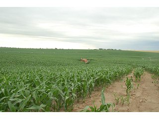 Property photo 96 - PRIME FARMLAND & PASTURE AUCTION - 5,105+/- ACRES OFFERED IN 23 TRACTS IN WEBSTER & FRANKLIN COUNTIES IN NEBRASKA AND JEWELL COUNTY IN KANSAS