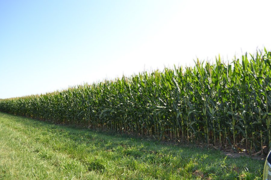 LAND AUCTION - 340+/- ACRES OFFERED IN 5 TRACTS IN FOUNTAIN COUNTY