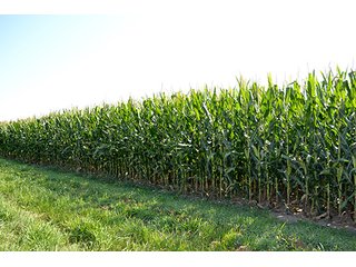 Property photo 13 - LAND AUCTION - 340+/- ACRES OFFERED IN 5 TRACTS IN FOUNTAIN COUNTY
