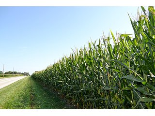 Property photo 12 - LAND AUCTION - 340+/- ACRES OFFERED IN 5 TRACTS IN FOUNTAIN COUNTY