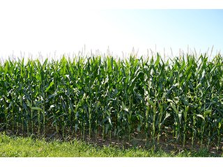 Property photo 11 - LAND AUCTION - 340+/- ACRES OFFERED IN 5 TRACTS IN FOUNTAIN COUNTY