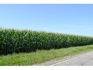 Property photo 9 - LAND AUCTION - 340+/- ACRES OFFERED IN 5 TRACTS IN FOUNTAIN COUNTY