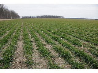 Property photo 4 - LAND AUCTION - 459+/- ACRES OFFERED IN 12 TRACTS IN DEFIANCE COUNTY, OHIO