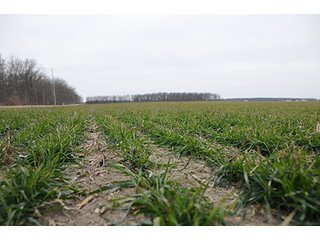 Property photo 5 - LAND AUCTION - 459+/- ACRES OFFERED IN 12 TRACTS IN DEFIANCE COUNTY, OHIO