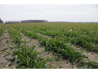 Property photo 6 - LAND AUCTION - 459+/- ACRES OFFERED IN 12 TRACTS IN DEFIANCE COUNTY, OHIO