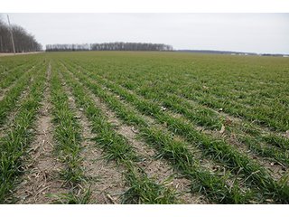 Property photo 7 - LAND AUCTION - 459+/- ACRES OFFERED IN 12 TRACTS IN DEFIANCE COUNTY, OHIO