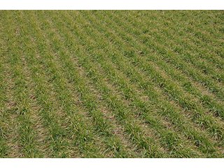 Property photo 23 - LAND AUCTION - 459+/- ACRES OFFERED IN 12 TRACTS IN DEFIANCE COUNTY, OHIO