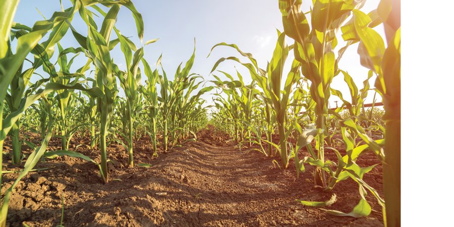 LAND AUCTION - 150+/- ACRES OFFERED IN 3 TRACTS IN WELLS COUNTY, INDIANA