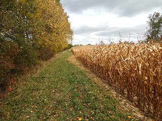 Property photo 8 - REAL ESTATE AUCTION - 25.91+/- ACRES OFFERED IN 3 TRACTS IN WHITLEY COUNTY, IN