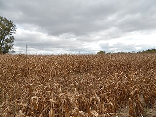 Property photo 1 - REAL ESTATE AUCTION - 25.91+/- ACRES OFFERED IN 3 TRACTS IN WHITLEY COUNTY, IN