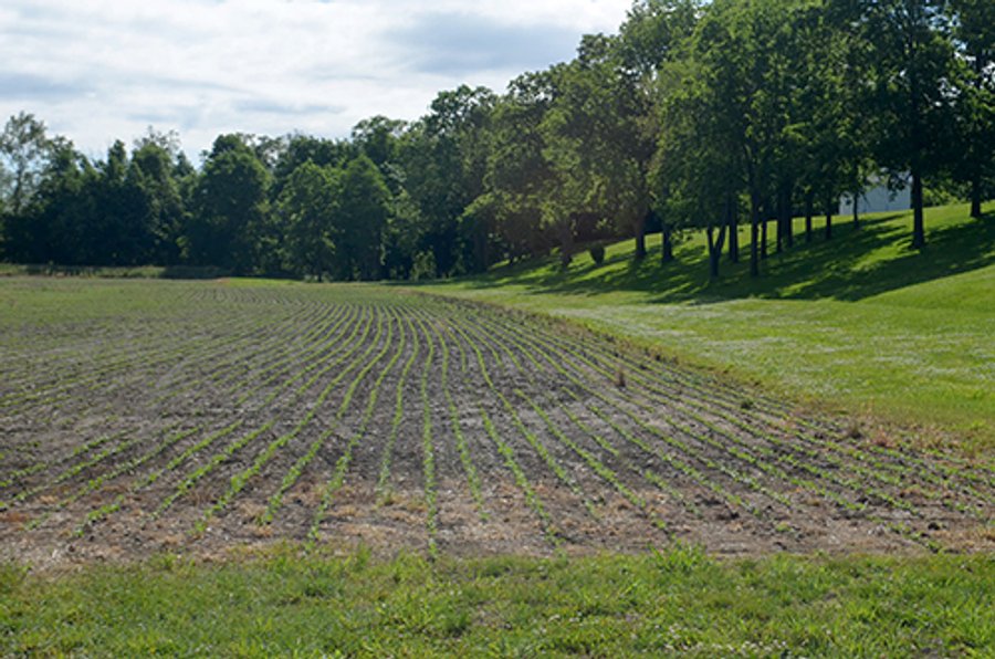 FARM & LAND AUCTION - 125+/- ACRES OFFERED IN 5 TRACTS IN EAST ALLEN COUNTY, INDIANA