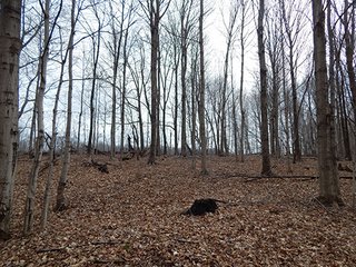 Property photo 81 - REAL ESTATE AUCTION - 345+/- ACRES OFFERED IN 13 TRACTS IN LAPORTE COUNTY, INDIANA