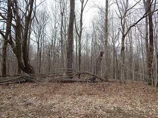 Property photo 16 - REAL ESTATE AUCTION - 345+/- ACRES OFFERED IN 13 TRACTS IN LAPORTE COUNTY, INDIANA