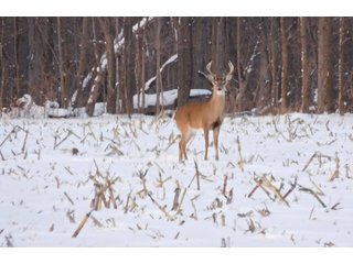 Property photo 26 - REAL ESTATE AUCTION - 345+/- ACRES OFFERED IN 13 TRACTS IN LAPORTE COUNTY, INDIANA