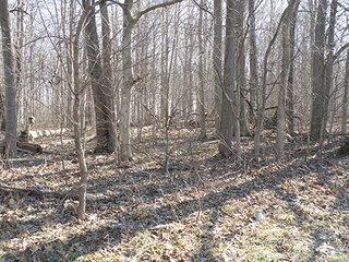 Property photo 59 - REAL ESTATE AUCTION - 345+/- ACRES OFFERED IN 13 TRACTS IN LAPORTE COUNTY, INDIANA