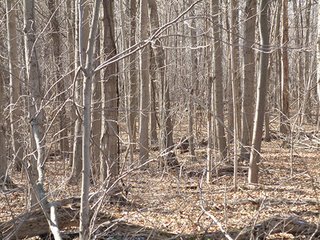 Property photo 9 - REAL ESTATE AUCTION - 345+/- ACRES OFFERED IN 13 TRACTS IN LAPORTE COUNTY, INDIANA