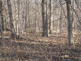 Property photo 11 - REAL ESTATE AUCTION - 345+/- ACRES OFFERED IN 13 TRACTS IN LAPORTE COUNTY, INDIANA