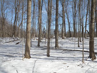 Property photo 3 - REAL ESTATE AUCTION - 345+/- ACRES OFFERED IN 13 TRACTS IN LAPORTE COUNTY, INDIANA