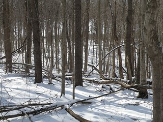 Property photo 13 - REAL ESTATE AUCTION - 345+/- ACRES OFFERED IN 13 TRACTS IN LAPORTE COUNTY, INDIANA