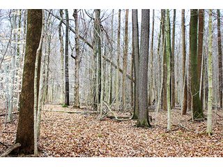 Property photo 1 - LAND AUCTION - 33.64+/- ACRES IN 2 TRACTS IN KOSCIUSKO COUNTY, INDIANA