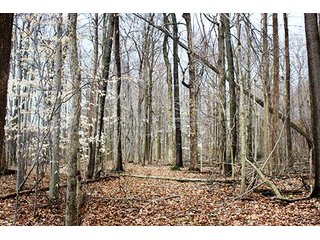 Property photo 3 - LAND AUCTION - 33.64+/- ACRES IN 2 TRACTS IN KOSCIUSKO COUNTY, INDIANA