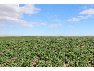 Property photo 12 - LAND AUCTION - 9,480+/- ACRES OFFERED IN 5 TRACTS IN FINNEY & HASKELL COUNTIES, KANSAS