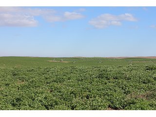 Property photo 4 - LAND AUCTION - 9,480+/- ACRES OFFERED IN 5 TRACTS IN FINNEY & HASKELL COUNTIES, KANSAS