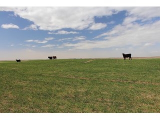Property photo 17 - LAND AUCTION - 9,480+/- ACRES OFFERED IN 5 TRACTS IN FINNEY & HASKELL COUNTIES, KANSAS